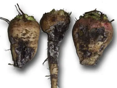 Порно жұлдыздар ресейлік әншілер Орыс порно: арық және жетілген