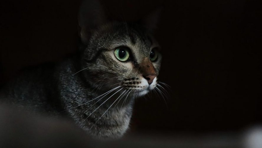 до чого сниться котик