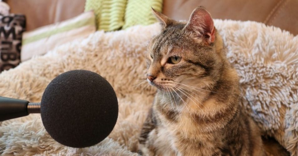 Найгучніше муркотіння
