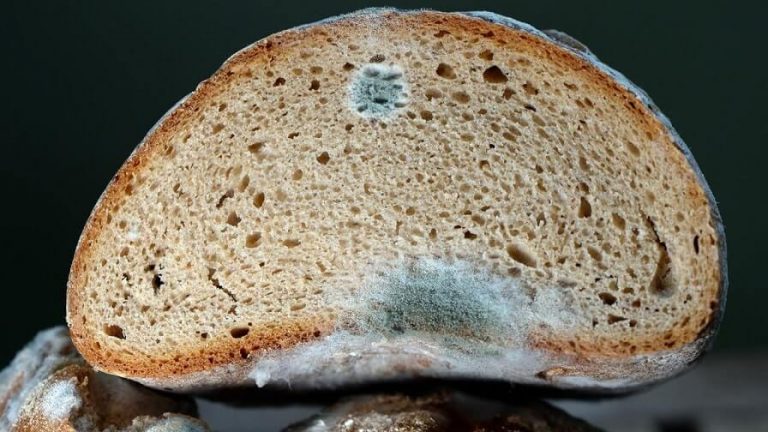 що робити коли з'їв хліб з пліснявою