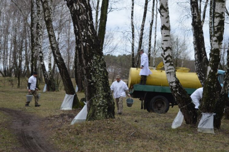 сокорух коли