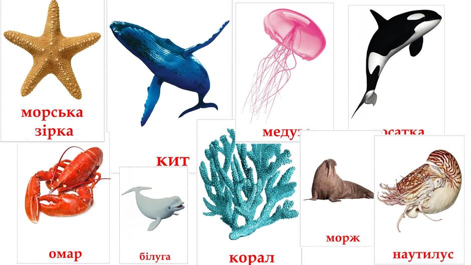 які є морські звірі