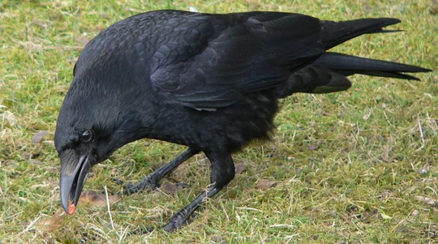 alt