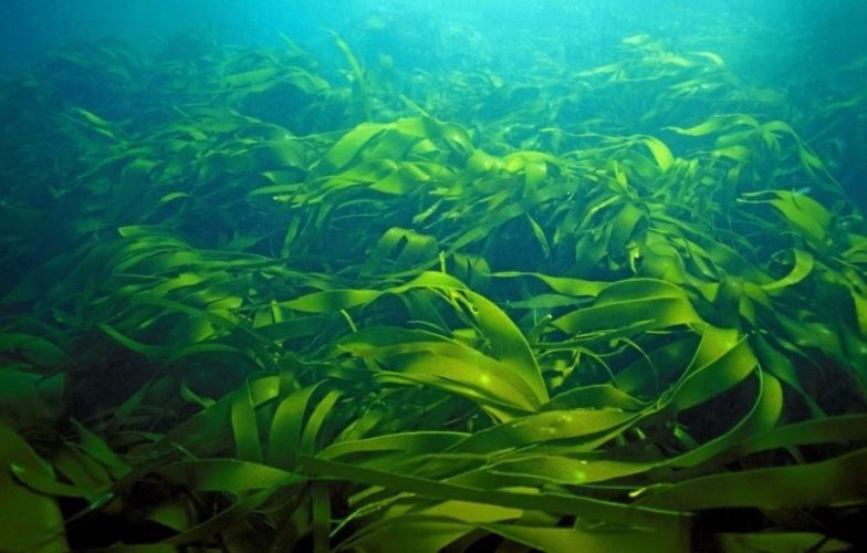 де росте морська капуста