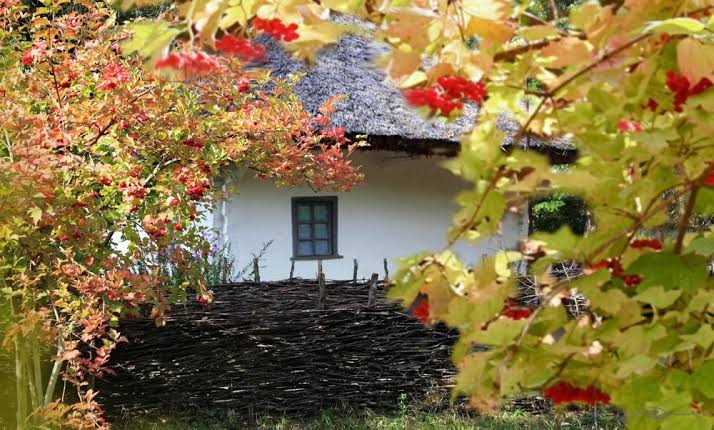 Чи можна садити калину біля хати: чесна відповідь