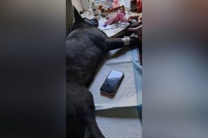 В Ізюмі військові врятували пораненого пса. Йому шукають родину