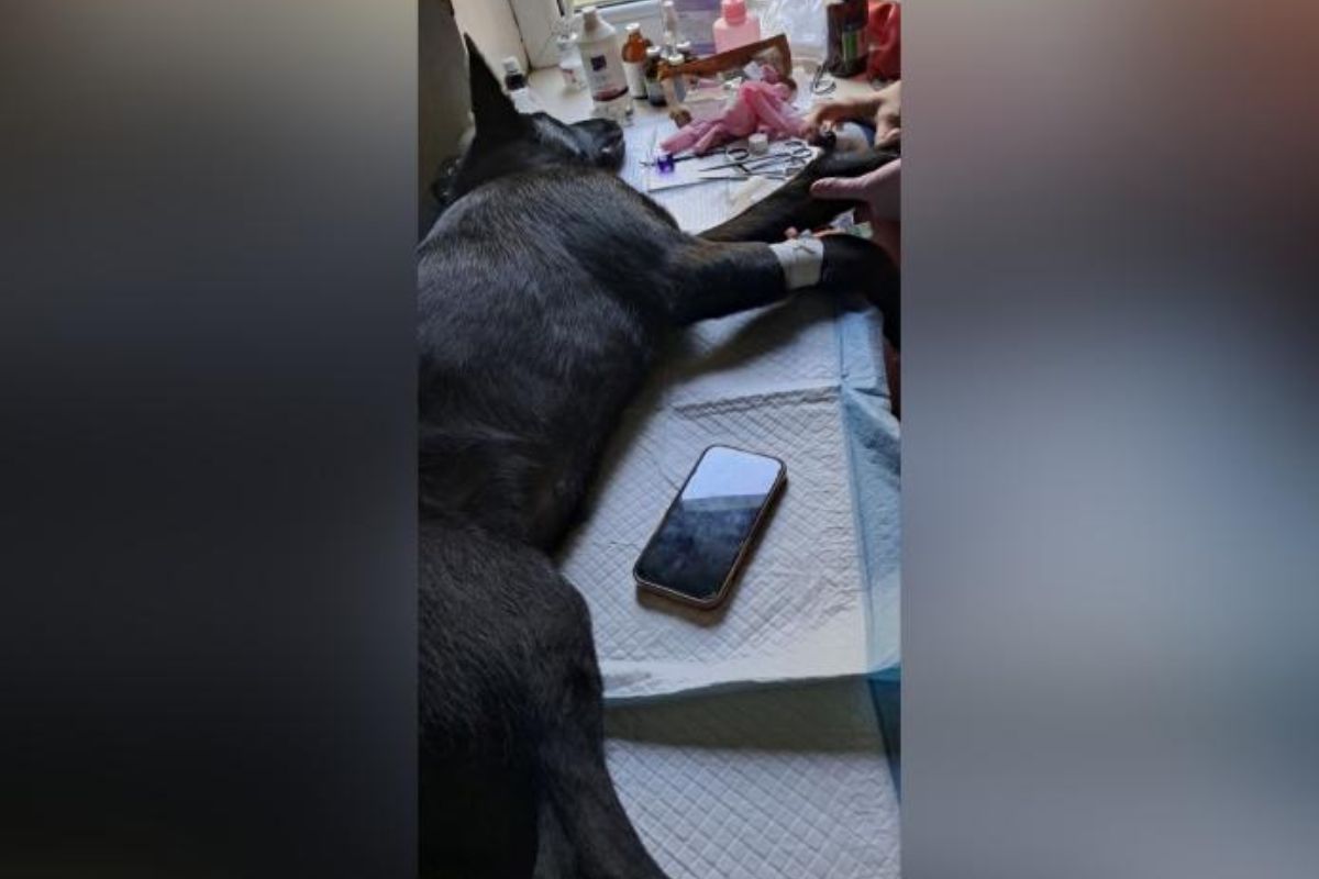 В Ізюмі військові врятували пораненого пса. Йому шукають родину